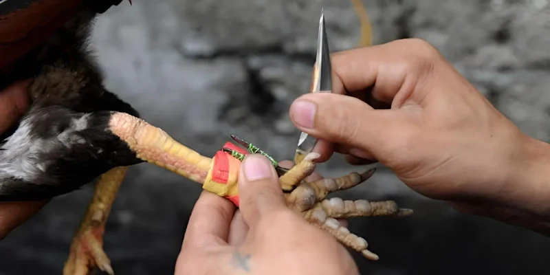 Kèo cựa sắt - cựa dao hứa hẹn mang đến những trận đấu nghẹt thở